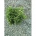 Thuja occidentalis 'Woodwardii'