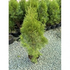 Туя Смарагд (80 см.)