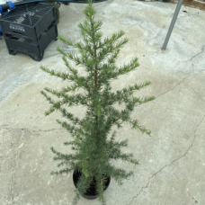 Атласки кедър (Cedrus atlantica)