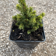 Picea glauca 'Alberta Globe'