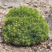 Picea glauca 'Alberta Globe'