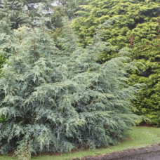 Юниперус Юниперус