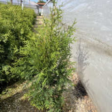 Туя Брабант