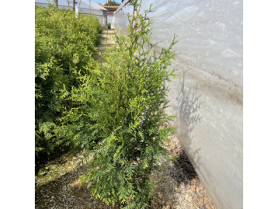 Туя Брабант