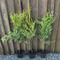 Туя Брабант (60 см.)