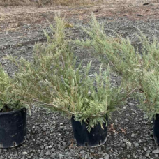 Юниперус horizontalis 'Blue Chip'