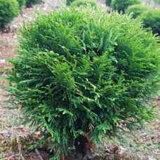Thuja occidentalis Thuja occidentalis
