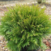 Thuja occidentalis Thuja occidentalis