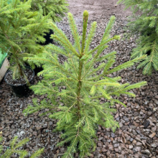 Елха(Picea Abies)