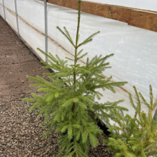 Елха 80 (Picea Abies)