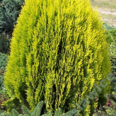 Thuja orientalis 'Aurea Nana'