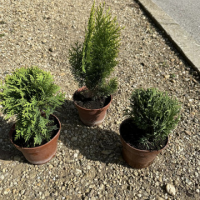 Пакет Иглолистни растения (Туя 