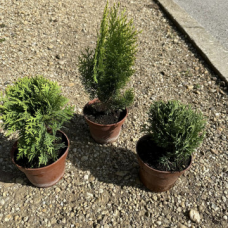 Пакет Иглолистни растения (Туя Пакет Иглолистни растения (Туя