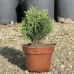 Пакет Иглолистни растения (Туя Пакет Иглолистни растения (Туя