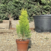 Пакет Иглолистни растения (Туя Пакет Иглолистни растения (Туя