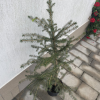 Обикновен Смърч / спец