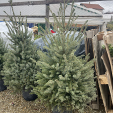 Picea Omorika Сръбски Смърч Picea Omorika Сръбски Смърч