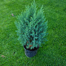 Юниперус Стрикта (Juniperus chinensis Stricta) Юниперус Стрикта (Juniperus chinensis Stricta)