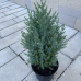 Юниперус Стрикта (Juniperus chinensis Stricta) Юниперус Стрикта (Juniperus chinensis Stricta)