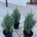 Юниперус Стрикта (Juniperus chinensis Stricta) Юниперус Стрикта (Juniperus chinensis Stricta)