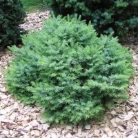 Picea omorika 'Karel' 