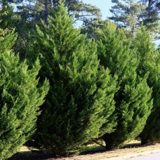 Cupressocyparis leylandii 2001