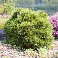 Pinus leucodermis 'Smidtii'