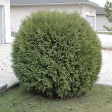 Thuja occidentalis 'Woodwardii'