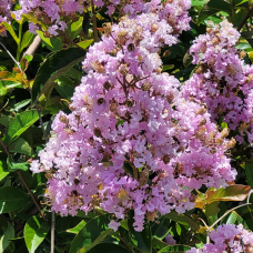 Индийски люляк 'Muskogee'