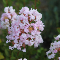 Индийски люляк 'White Love Babe' PBR