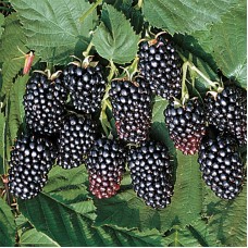 Къпина сорт 