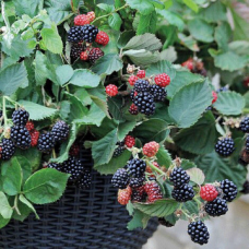 Kъпини сорт 