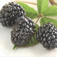 Къпина сорт 