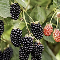 Къпина сорт Навахо