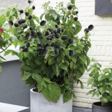 Къпина сорт Бляк принц