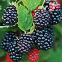 Къпина сорт Торнфрйй