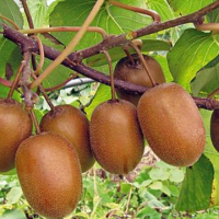 Киви kolomikta ZAKARPACIE