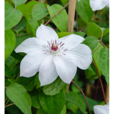 Клематис 'Miss Bateman'