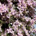 Клематис 'Fragrant Spring'
