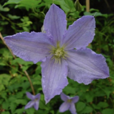 Клематис сорт 