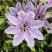 Клематис сорт 