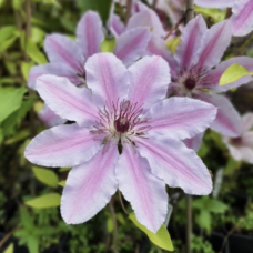 Клематис сорт 