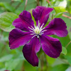 Clematis 'Warszawska Nike'