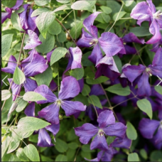 Клематис сорт 