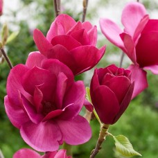 Магнолия 'Emperor'