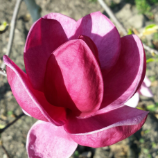 Магнолия 'Genie' PBR 