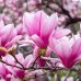 Магнолия 'March Till Frost' Магнолия 'March Till Frost'