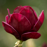 Магнолия 'Red as Red'