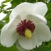 Магнолия 'Sieboldii' Магнолия 'Sieboldii'