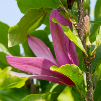 Магнолия 'Susan'